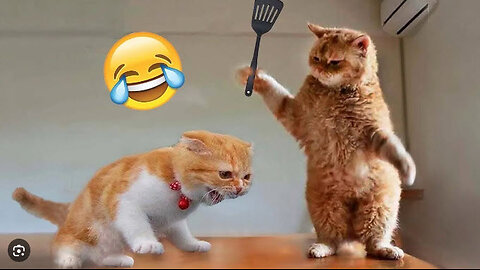 It's Hard Not to Laugh🤣 Best Funny Animals Video 2024 🤣