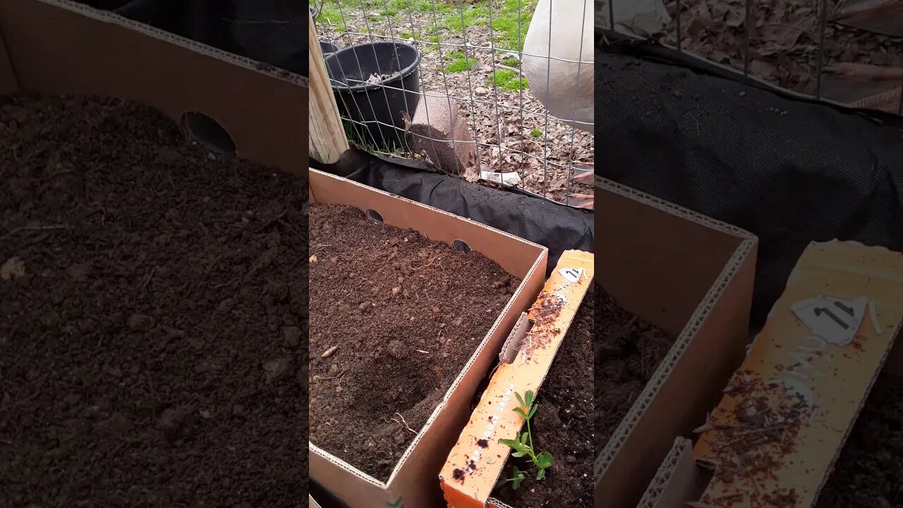 Peanut planting