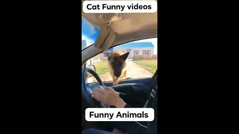 Funny Animal Clips😂