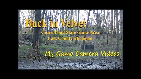 This years First capture of a Buck in Velvet