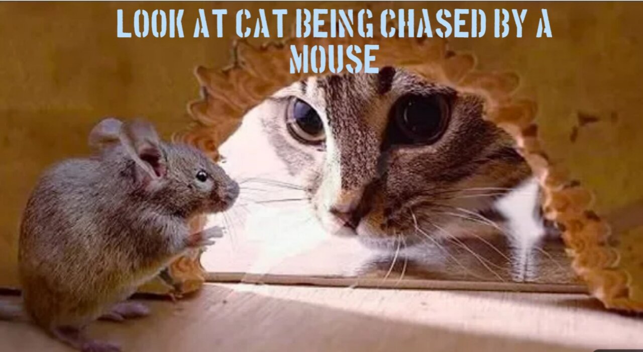 Look At This Funny And Scared Cat Being Chased By A Mouse tom & Jerry Viral #tom&jerry