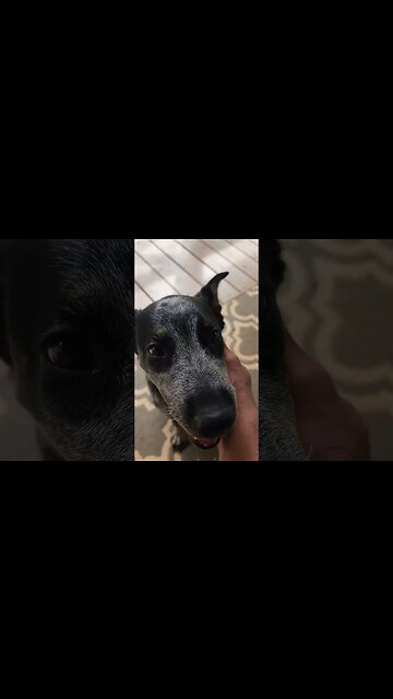 Introducing Apollo the Blue Heeler! #shorts