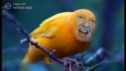 The Ultimate Donald Trump Bird Meme! 🐦