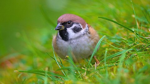 Eurasian Tree Sparrow Emerges from the Safety of the Bushes