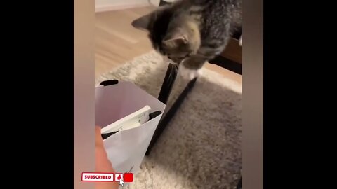 cute cat videos 😹 funny videos 😂1752