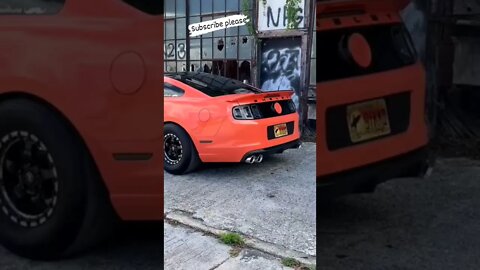 Cat vs Mustang 😂😂 #onepercent_clubb #cat #mustang