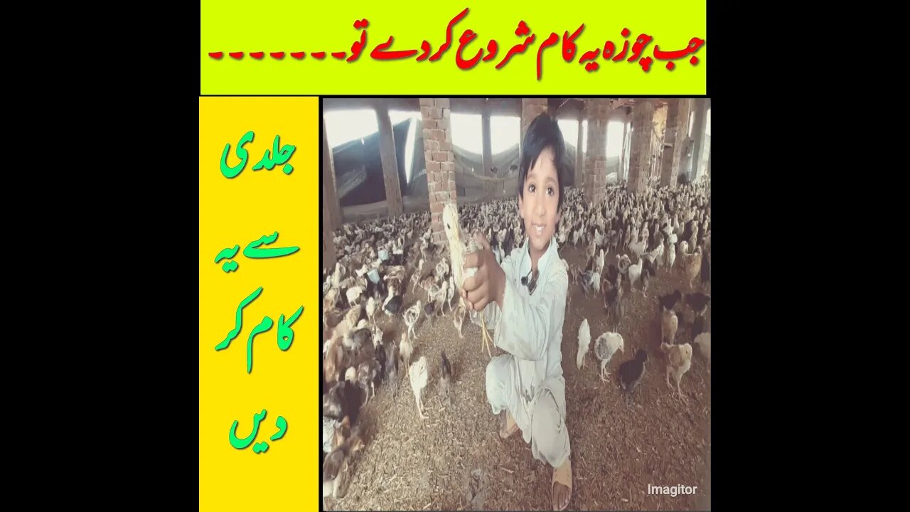 Beak Cutting- چوزے کی چونچ کاٹنا