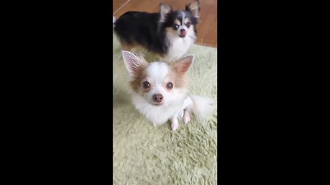 Cute puppies