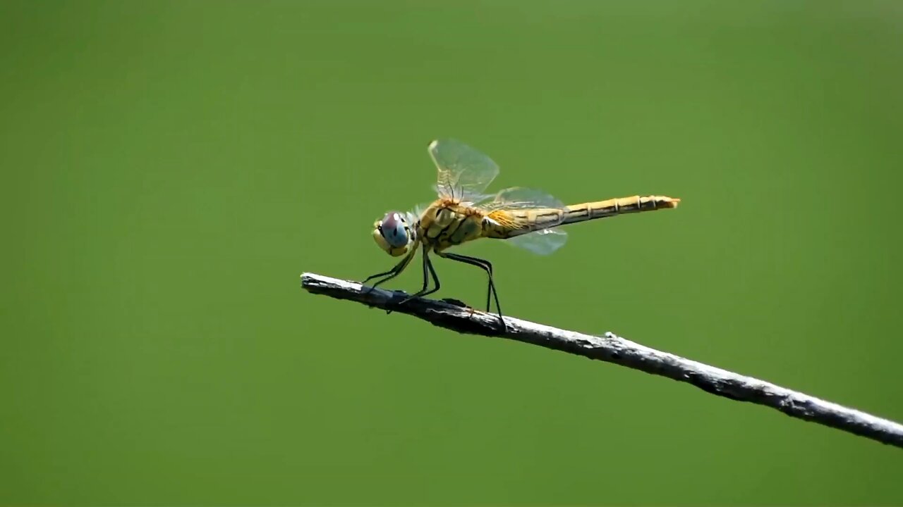 Dragonfly