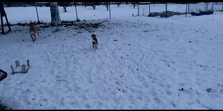 Playing in the snow