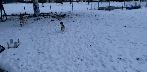 Playing in the snow
