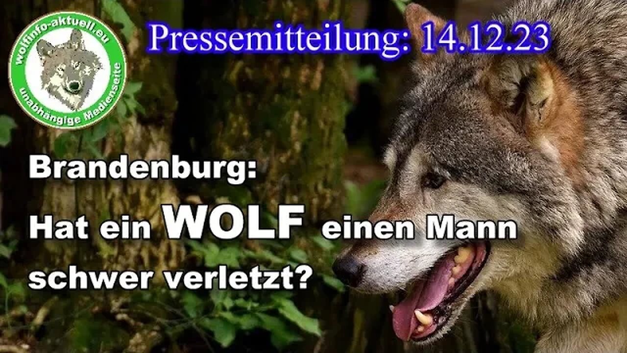 Wolfinfo Aktuell: Hat ein Wolf einen Mann schwer verletzt?