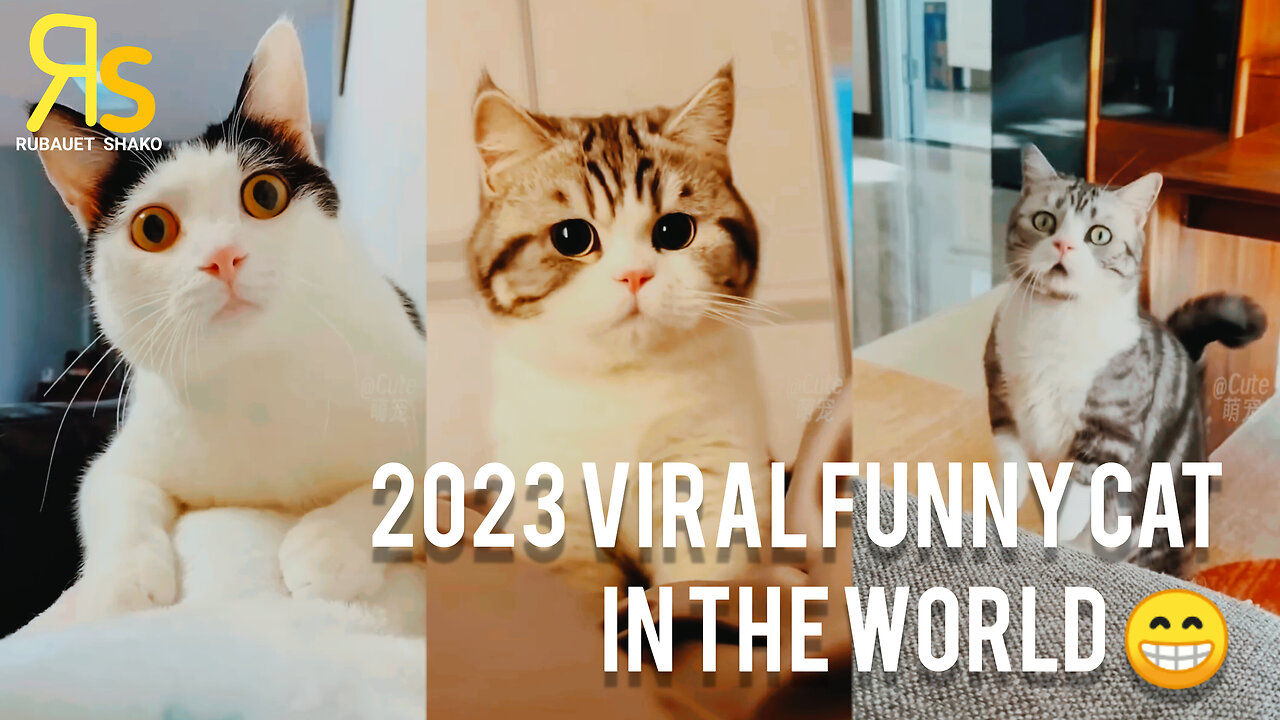 Most Popular Funy Cat Viral Video In The World 2023 | Funny Cat 😁