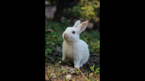 Little Bunny compilation