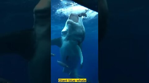Giant blue whale Amezing short video