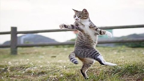 Cats know martial arts, the third episode of the funny series, I can't stop laughing