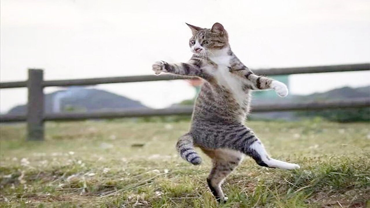 Cats know martial arts, the third episode of the funny series, I can't stop laughing