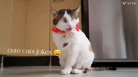 cute cats jocks 😆 and fadu jokes with pet friendly animal 🤣🤣