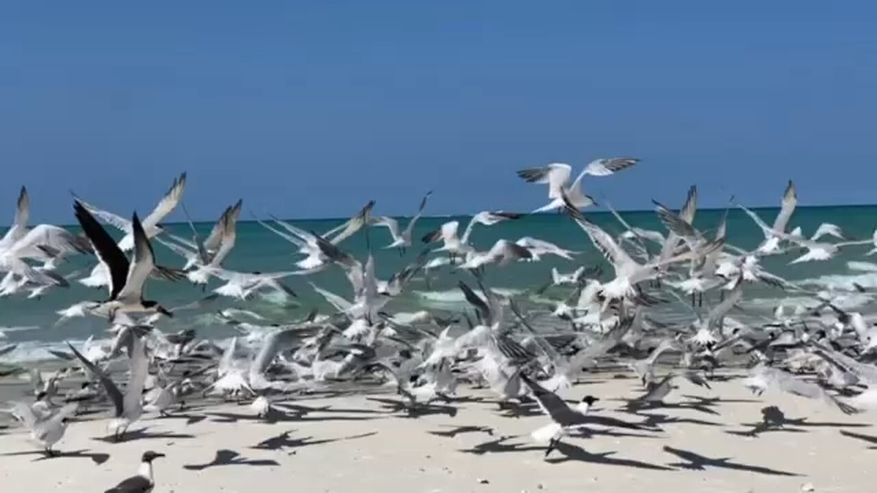 Shore Birds at the Sandbar