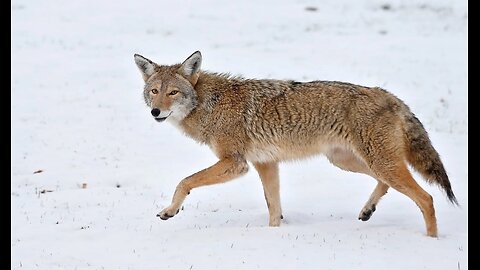 Coyote Wins !!!!!!!!!!!!!!!!!!!!