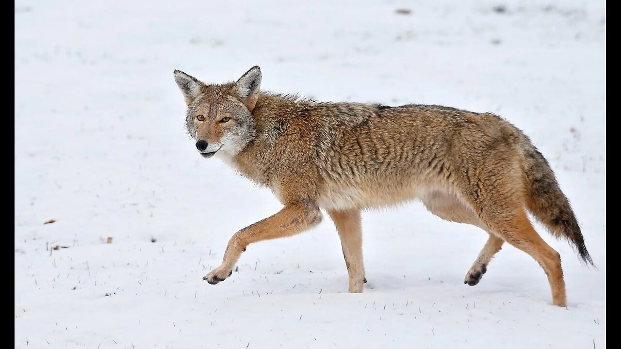 Coyote Wins !!!!!!!!!!!!!!!!!!!!