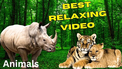 Calm Creatures: A Soothing Animal Video