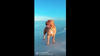 MASSIVE PIT BULL enjoying sunrise beach vibes! 🌅☀️🦁