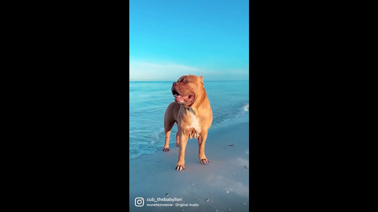 MASSIVE PIT BULL enjoying sunrise beach vibes! 🌅☀️🦁