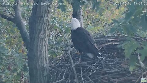Hays Eagles Dad looks for squirrel as it runs down the trunk 2021 10 18 17:50