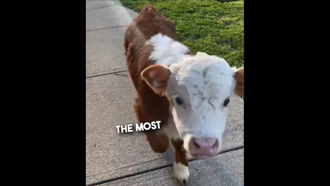 Her moo is so Adorable🥹❤️