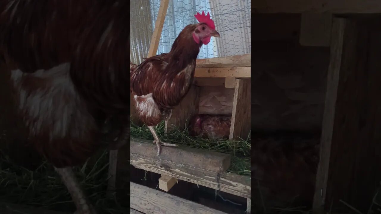 The ladies are hiding out in the coop today 🌧️🌧️ #chickens #homesteadlife #happiness #farmanimals