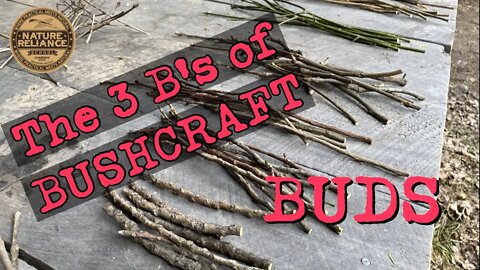 Georgia Bushcraft Virtual Gathering Video 1 - Buds