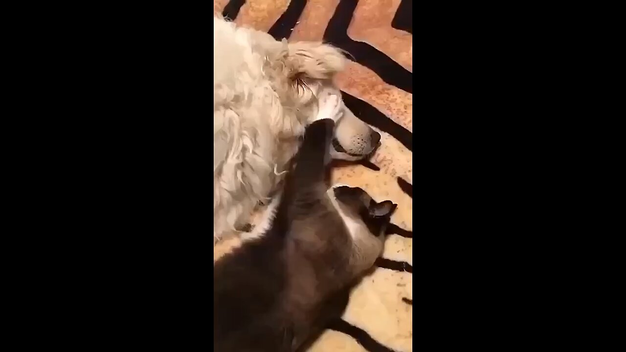 Cat massage’s dogs face 😂