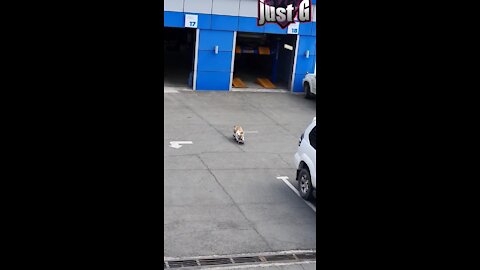 Skateboarding Bulldog