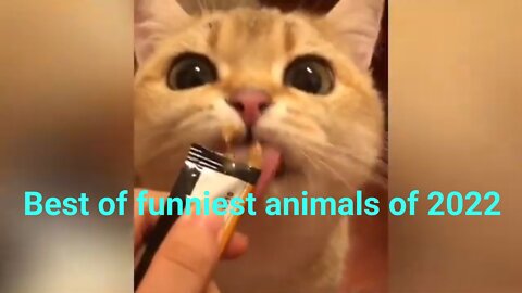 Best of funniest animals 2022.