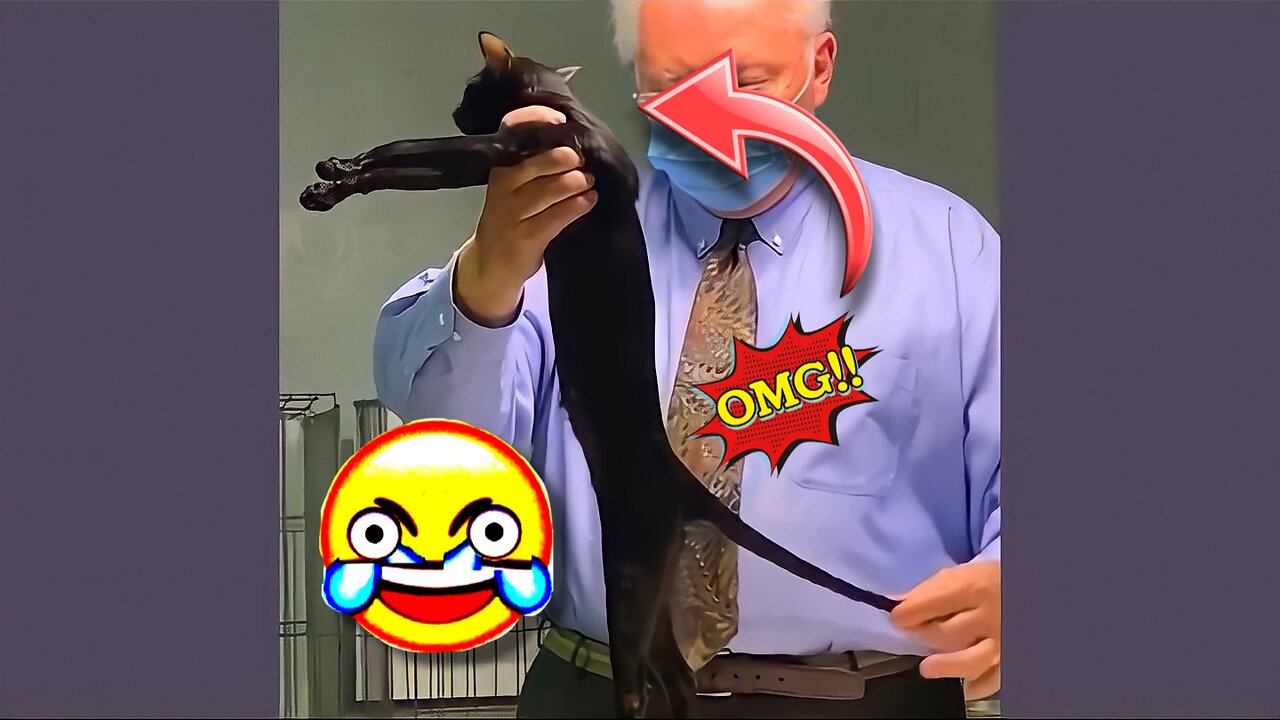 OMG 😱 ! Cats & Dogs Are Really Amazing 😂