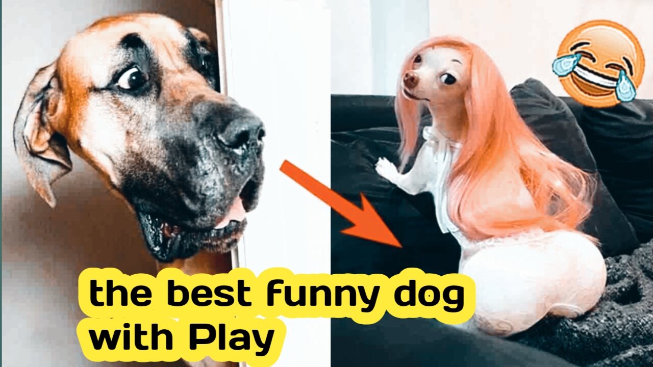 The best funny dog with Play