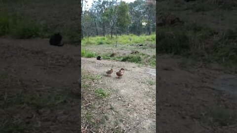 A kangaroo two ducks and Black Cat