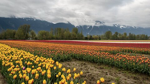 colorful flower fields