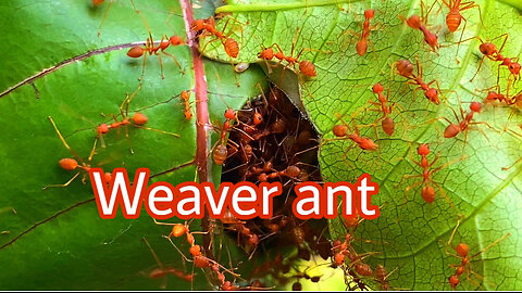 Weaver ant