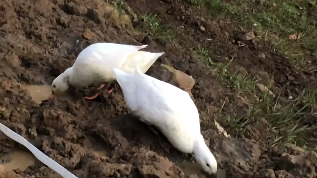 Winter morning feeding birds, cold fingers