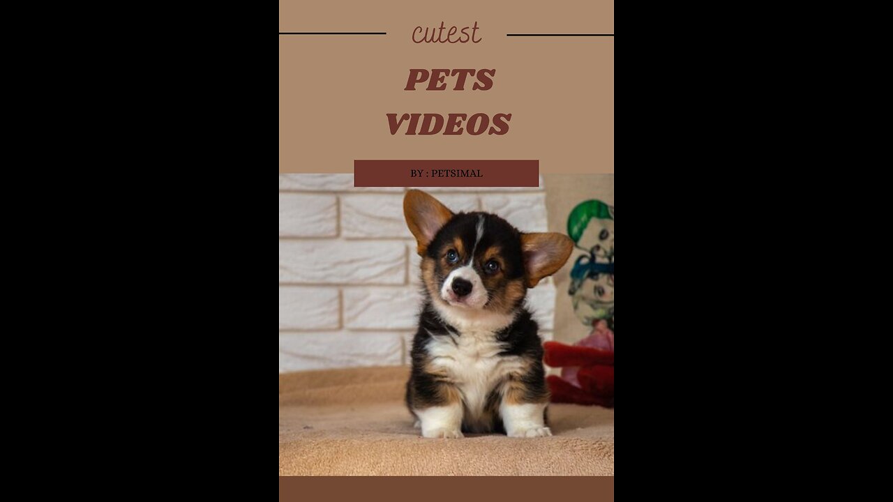 NEWEST PET VIDEOS WATCH THESE CUTE AND ADORABLE PET VIDEO #shorts