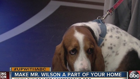 Rescues In Action: Meet Mr. Wilson