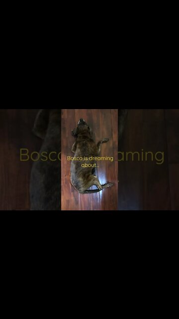 Bosco is dreaming about you subscribing. Make his dreams come true. #shorts #sleepingdogs #dogshorts
