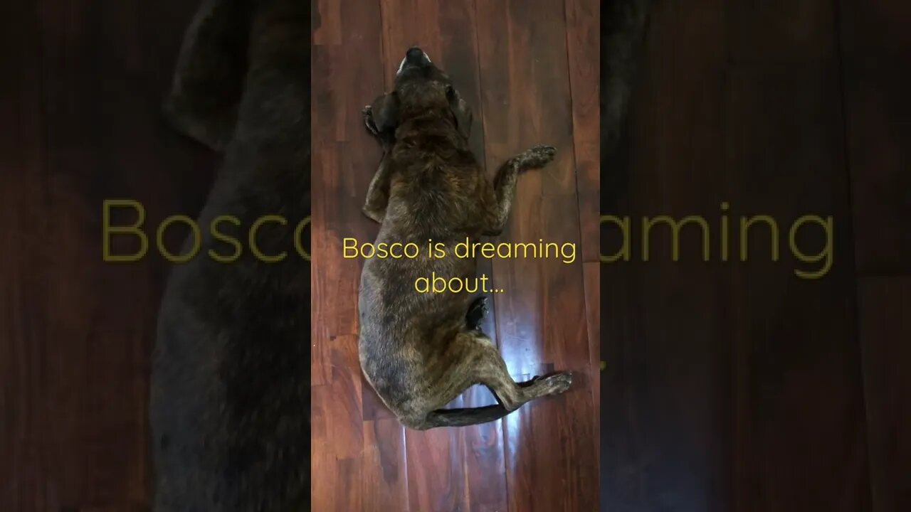 Bosco is dreaming about you subscribing. Make his dreams come true. #shorts #sleepingdogs #dogshorts