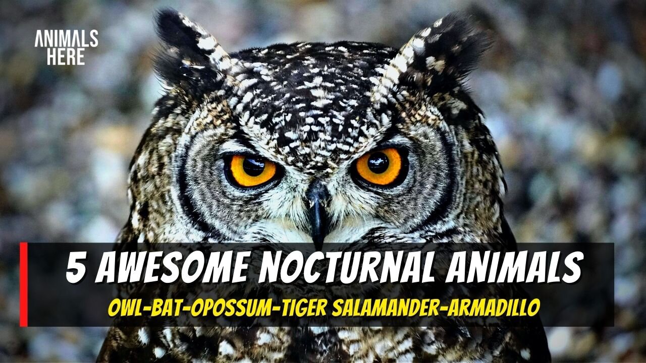 5 NOCTURNAL ANIMALS! #animals #nocturnalanimals #owl #opossum #armadillo #bats #tigersalamander