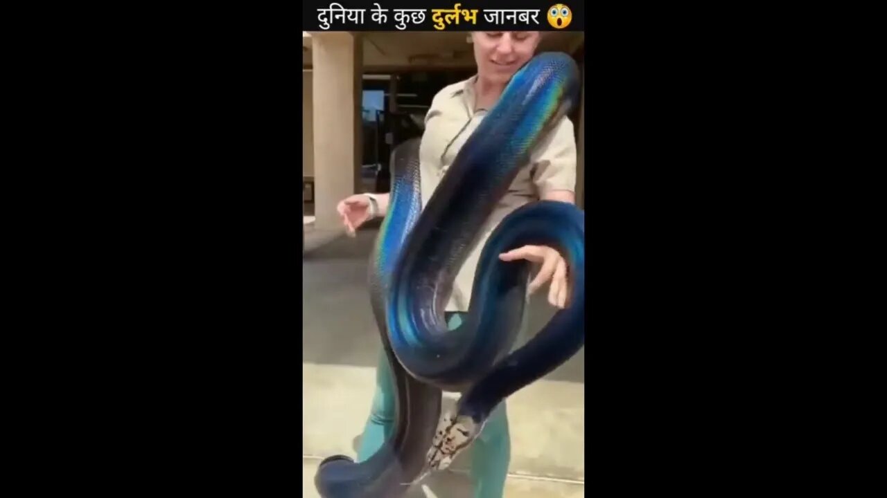 Colour full snake || Duniya ka sabse colour full snake 🐍2022 ||