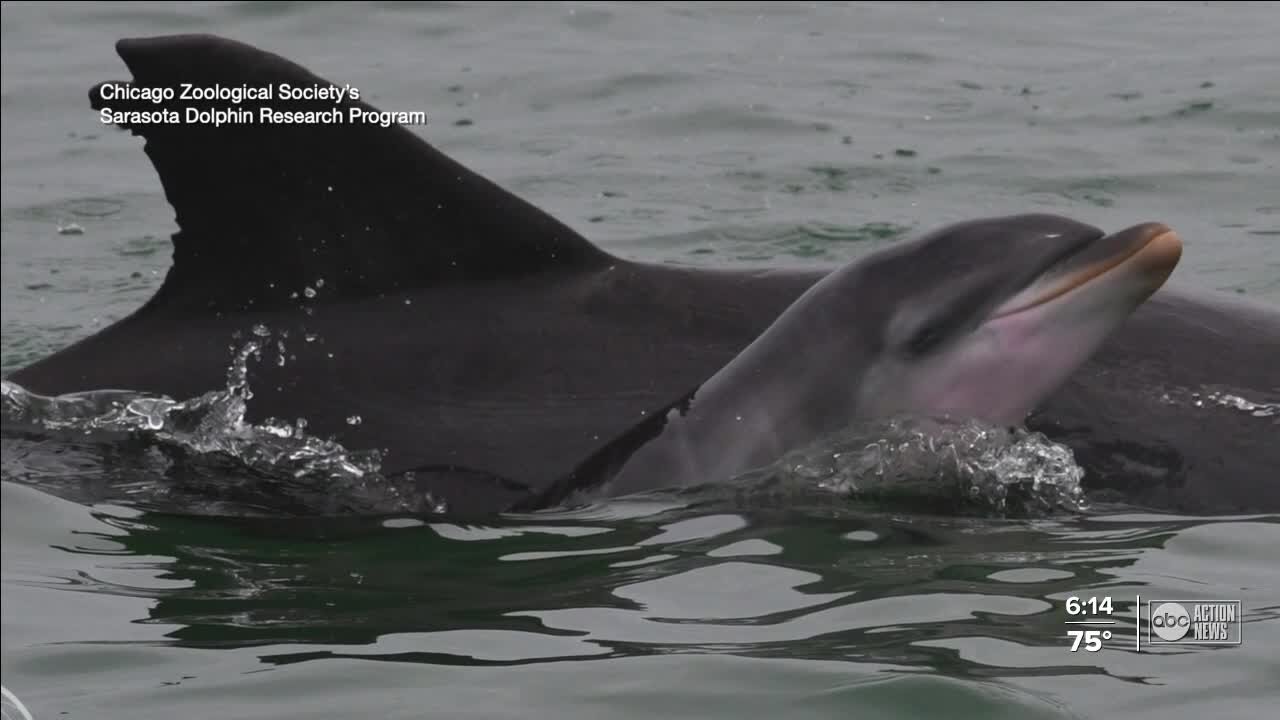 Dolphin births hit record high in Sarasota Bay this year