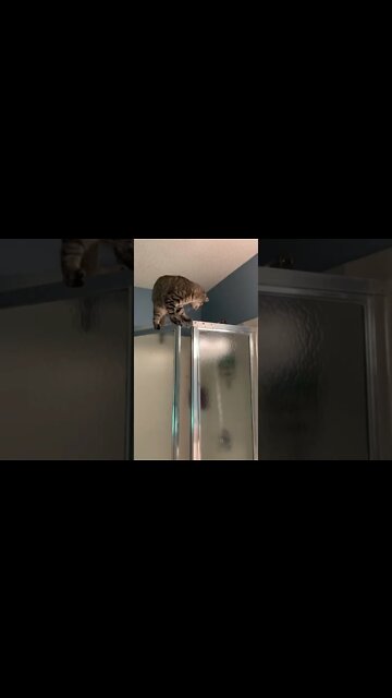 Shower Time for Kitty #shorts