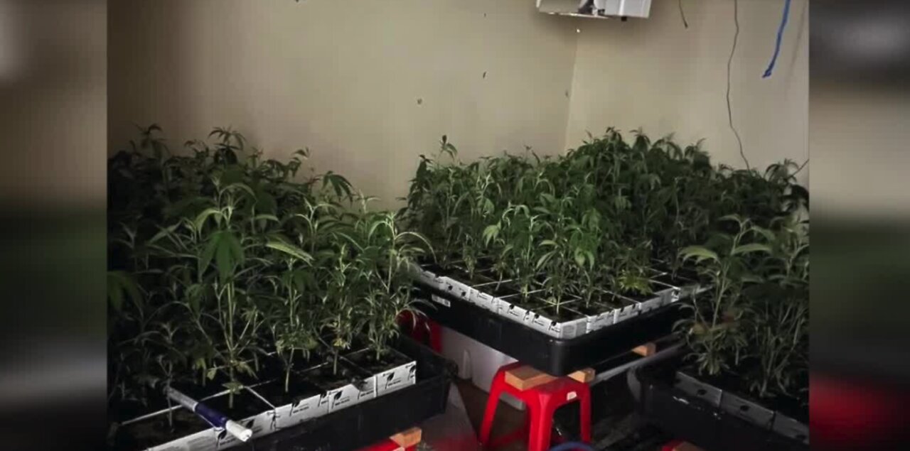 'Huge residential marijuana grow' uncovered at Las Vegas home